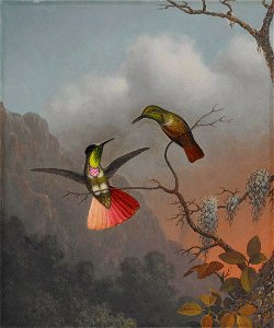 Martin Johnson Heade - Hooded Visorbearer - 2006.93 - Crystal Bridges Museum of American Art. Free illustration for personal and commercial use.