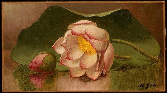 Martin Johnson Heade - Lotus Blossom - 47.1165 - Museum of Fine Arts. Free illustration for personal and commercial use.