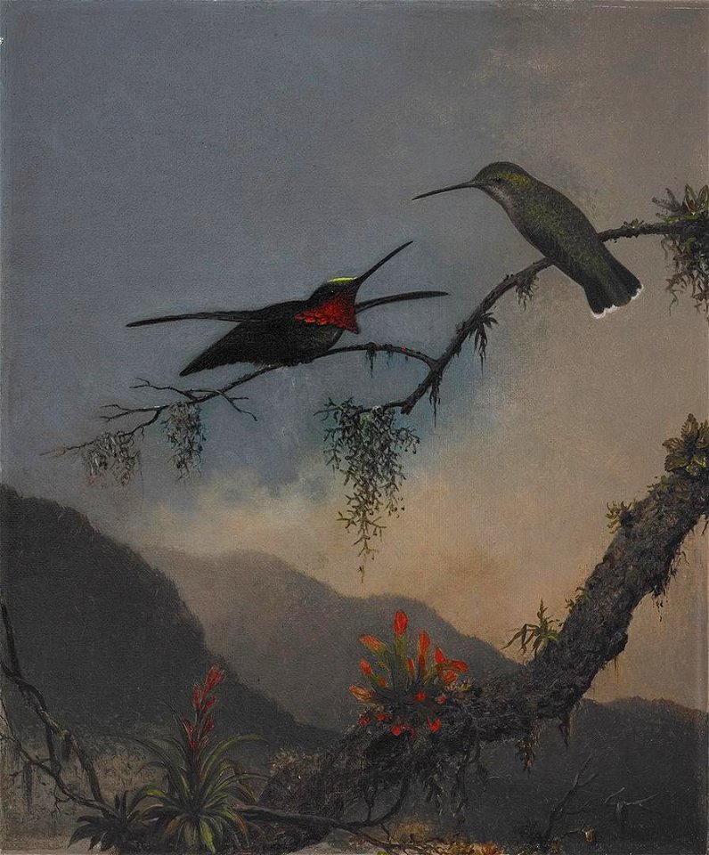 Martin Johnson Heade - Stripe-breasted Starthroat - 2006.95 - Crystal Bridges Museum of American Art