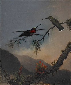 Martin Johnson Heade - Stripe-breasted Starthroat - 2006.95 - Crystal Bridges Museum of American Art