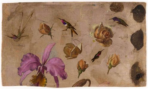 Martin Johnson Heade - Study of Four Hummingbirds with Roses and an Orchid - 2007.206 - Crystal Bridges Museum of American Art. Free illustration for personal and commercial use.