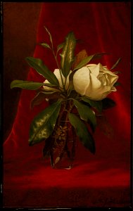 Martin Johnson Heade - Magnolias - 47.1157 - Museum of Fine Arts. Free illustration for personal and commercial use.