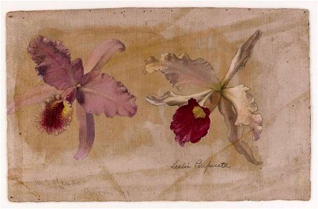 Martin Johnson Heade - Study of Lealia Purpurata and Another Orchid - 2007.207 - Crystal Bridges Museum of American Art. Free illustration for personal and commercial use.
