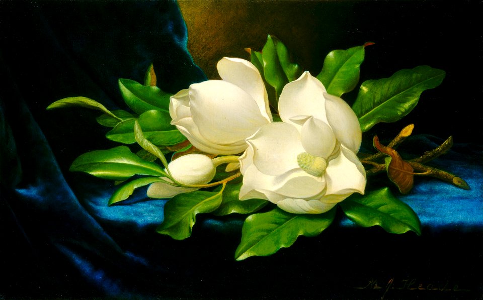 Martin Johnson Heade Giant Magnolias on a Blue Velvet Cloth NGA