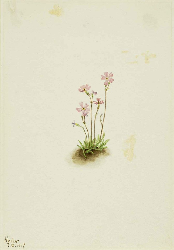Mary Vaux Walcott - Alberta Primrose (Primula maccalliana) - 1970.355.612 - Smithsonian American Art Museum