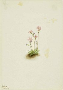 Mary Vaux Walcott - Alberta Primrose (Primula maccalliana) - 1970.355.612 - Smithsonian American Art Museum