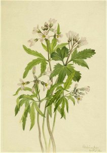 Mary Vaux Walcott - Cut Toothwort (Dentaria laciniata) - 1970.355.587 - Smithsonian American Art Museum