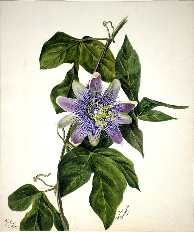 Mary Vaux Walcott - (Untitled-Flower Study) - 1970.355.249 - Smithsonian American Art Museum