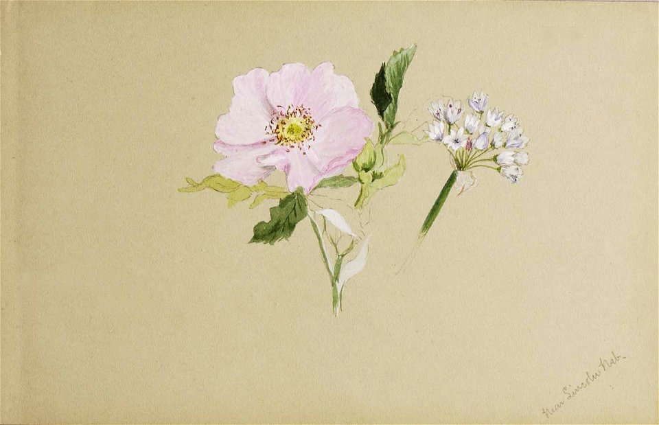 Mary Vaux Walcott - (Untitled-Flower Study) - 1970.355.756 - Smithsonian American Art Museum