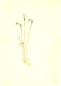 Mary Vaux Walcott - Ghostpipe (Thalesia uniflora) - 1970.355.494 - Smithsonian American Art Museum