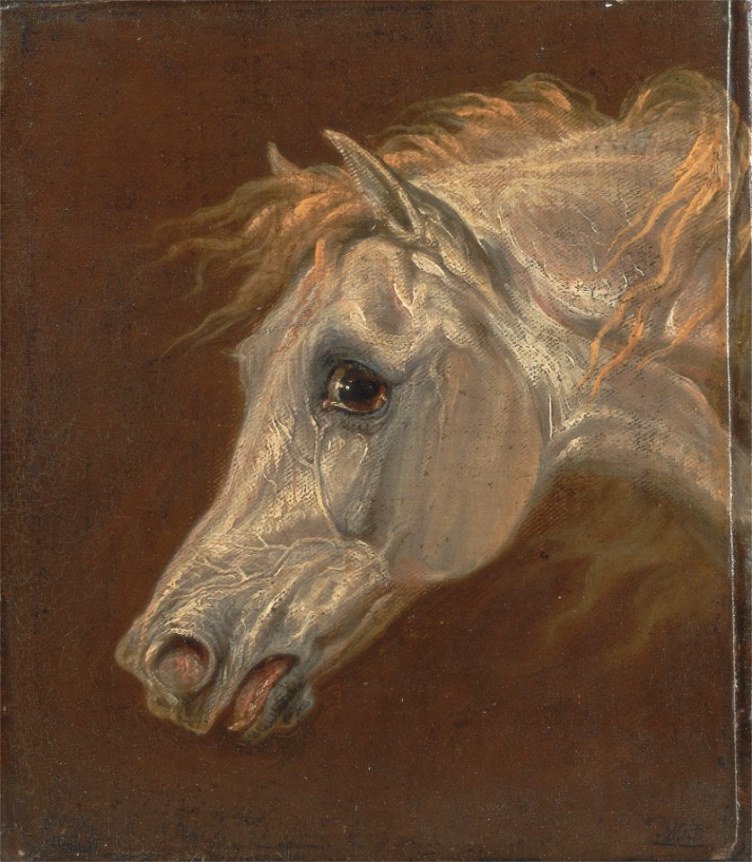 Martin Theodore Ward - Head of a Grey Arabian Horse - Google Art Project