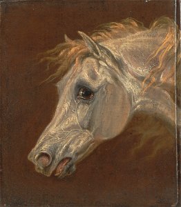 Martin Theodore Ward - Head of a Grey Arabian Horse - Google Art Project. Free illustration for personal and commercial use.