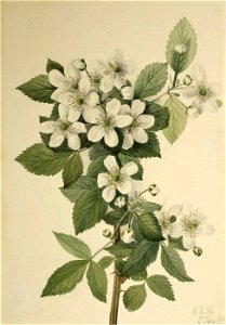Mary Vaux Walcott - Highbush Blackberry (Rubus argutus) - 1970.355.484 - Smithsonian American Art Museum