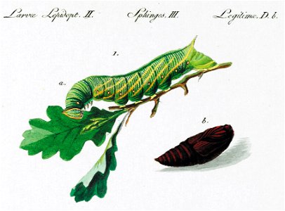 Marumba.quercus