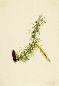 Mary Vaux Walcott - Lyall Larch (Larix lyallii) - 1970.355.718 - Smithsonian American Art Museum