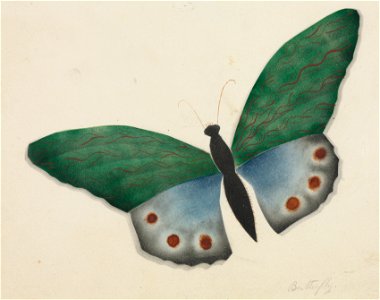 Mary Altha Nims (American, 1817-1907) - Butterfly - 1934.140 - Cleveland Museum of Art. Free illustration for personal and commercial use.