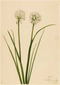 Mary Vaux Walcott - Northern Onion (Allium sibiricum) - 1970.355.3 - Smithsonian American Art Museum