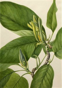 Mary Vaux Walcott - Cucumbertree (Magnolia acuminata) - 1970.355.569 - Smithsonian American Art Museum