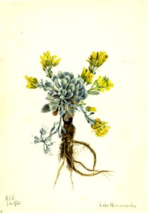 Mary Vaux Walcott - Double Bladderpod (Physaria didymocarpa) - 1970.355.505 - Smithsonian American Art Museum