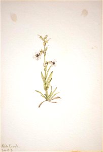 Mary Vaux Walcott - (Untitled-Plant Study) - 1970.355.262 - Smithsonian American Art Museum