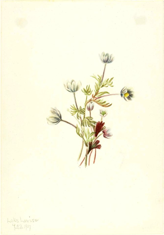 Mary Vaux Walcott - Anemone (Anemone drummondii) - 1970.355.198 - Smithsonian American Art Museum