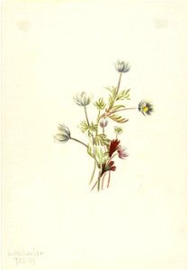 Mary Vaux Walcott - Anemone (Anemone drummondii) - 1970.355.198 - Smithsonian American Art Museum