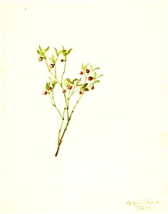 Mary Vaux Walcott - Grouse Whortleberry (Vaccinum scoparium) - 1970.355.507 - Smithsonian American Art Museum