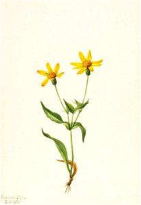 Mary Vaux Walcott - Arnica alpina - 1970.355.103 - Smithsonian American Art Museum. Free illustration for personal and commercial use.
