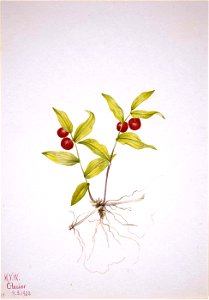 Mary Vaux Walcott - Kruhsea (Kruhsea streptopoides) - 1970.355.397 - Smithsonian American Art Museum