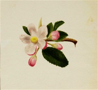 Mary Vaux Walcott - (Untitled-Flower Study) - 1970.355.806 - Smithsonian American Art Museum