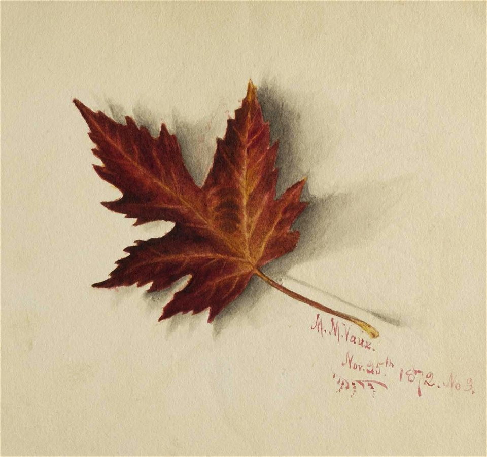 Mary Vaux Walcott - Untitled (Autumn Leaf) - 1970.355.761 - Smithsonian American Art Museum