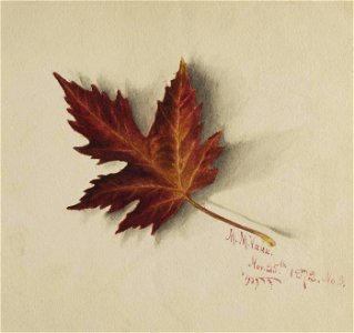 Mary Vaux Walcott - Untitled (Autumn Leaf) - 1970.355.761 - Smithsonian American Art Museum