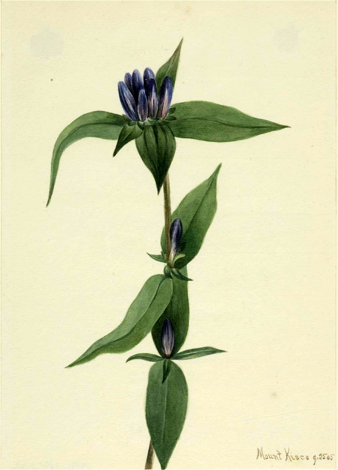 Mary Vaux Walcott - Bottle Gentian (Gentiana saponaria) - 1970.355.202 - Smithsonian American Art Museum