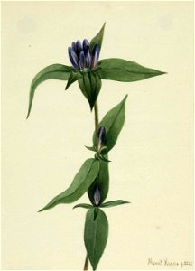 Mary Vaux Walcott - Bottle Gentian (Gentiana saponaria) - 1970.355.202 - Smithsonian American Art Museum