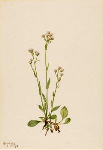 Mary Vaux Walcott - Pussy-Toes (Antennaria racemosa) - 1970.355.23 - Smithsonian American Art Museum