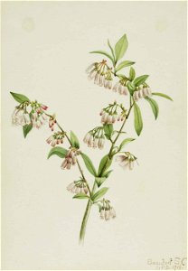 Mary Vaux Walcott - Pineland Blueberry (Vaccinium tenellum) - 1970.355.568 - Smithsonian American Art Museum