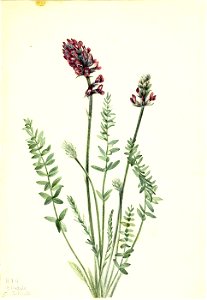 Mary Vaux Walcott - Showy Oxytrope (Oxytropis splendens) - 1970.355.458 - Smithsonian American Art Museum