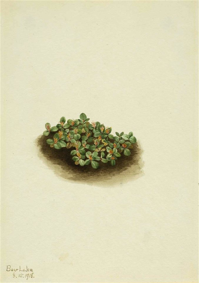 Mary Vaux Walcott - Snow Willow (Salix nivalis) - 1970.355.615 - Smithsonian American Art Museum