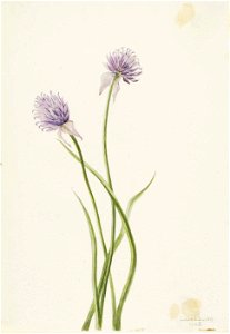 Mary Vaux Walcott - Siberian Onion (Allium sibericum) - 1970.355.720 - Smithsonian American Art Museum