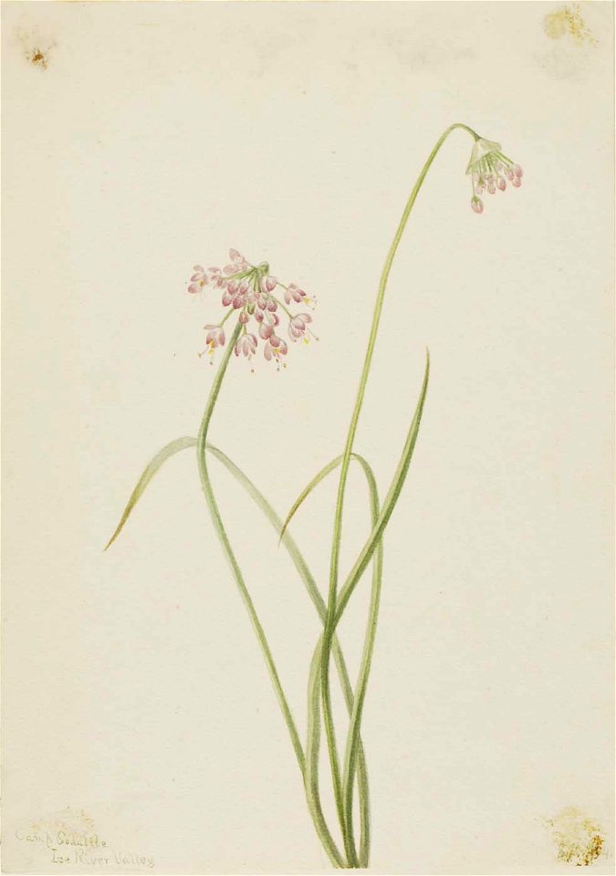 Mary Vaux Walcott - Nodding Onion (Allium cernuum) - 1970.355.641 - Smithsonian American Art Museum