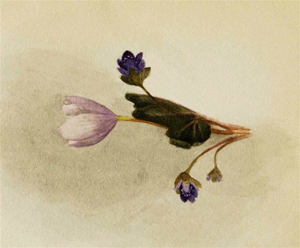 Mary Vaux Walcott - (Untitled-Flower Study) - 1970.355.800 - Smithsonian American Art Museum
