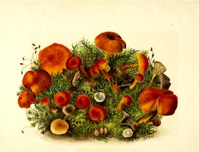 Mary Vaux Walcott - (Untitled-Study of Mushrooms) - 1970.355.215 - Smithsonian American Art Museum