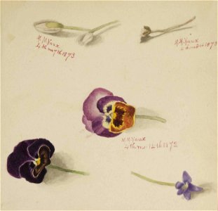 Mary Vaux Walcott - (Untitled-Flower Study) - 1970.355.774 - Smithsonian American Art Museum