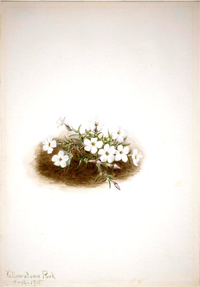 Mary Vaux Walcott - Phlox - 1970.355.326 - Smithsonian American Art Museum