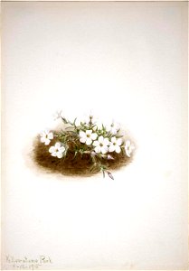 Mary Vaux Walcott - Phlox - 1970.355.326 - Smithsonian American Art Museum. Free illustration for personal and commercial use.