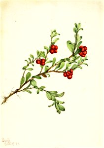 Mary Vaux Walcott - Bearberry (Arctostaphylos uva-ursi) - 1970.355.450 - Smithsonian American Art Museum