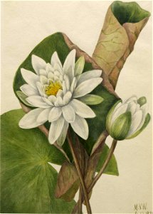 Mary Vaux Walcott - American Waterlily (Castalia odorata) - 1970.355.561 - Smithsonian American Art Museum. Free illustration for personal and commercial use.