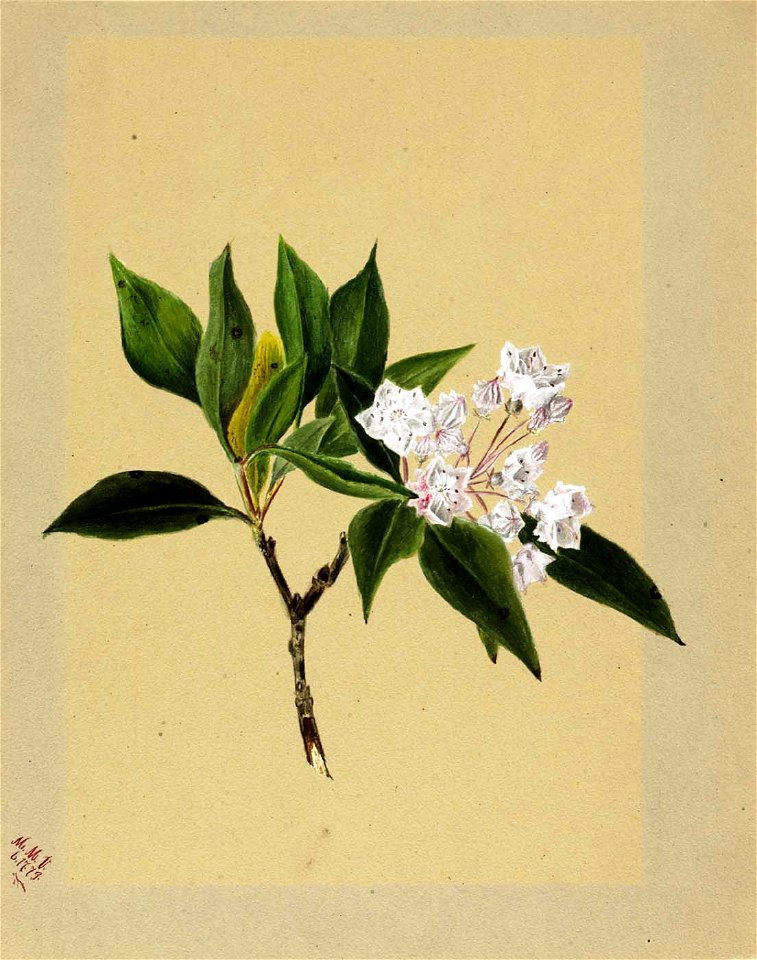 Mary Vaux Walcott - Mountain Laurel (Kalmia latifolia) - 1970.355.559 - Smithsonian American Art Museum