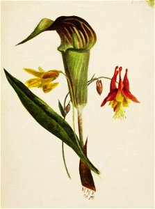 Mary Vaux Walcott - Untitled (Jack in the Pulpit) - 1970.355.754 - Smithsonian American Art Museum