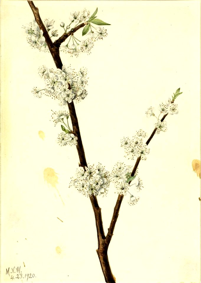Mary Vaux Walcott - Chickasaw Plum (Prunus angustifolia) - 1970.355.468 - Smithsonian American Art Museum